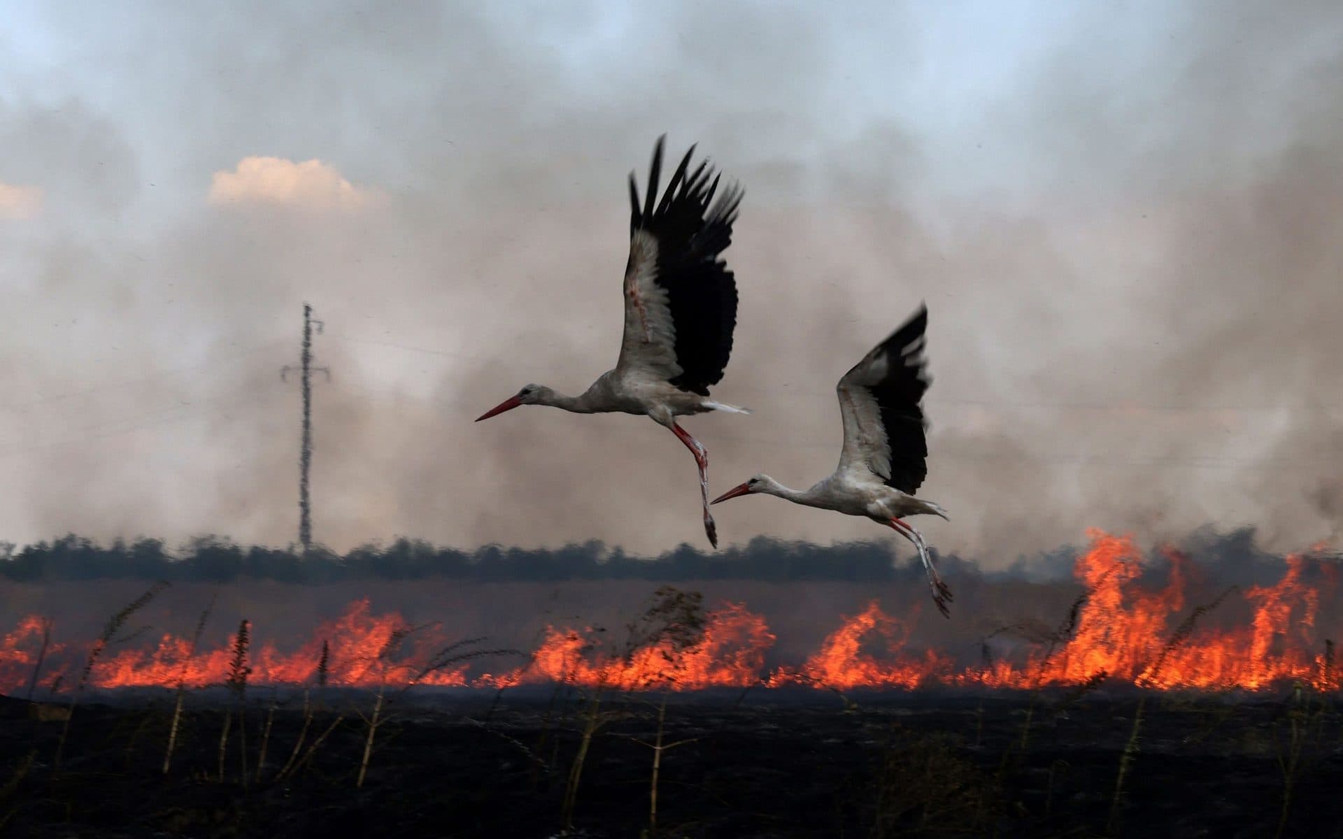 Stork fly over a burning field near town of Snihurivka