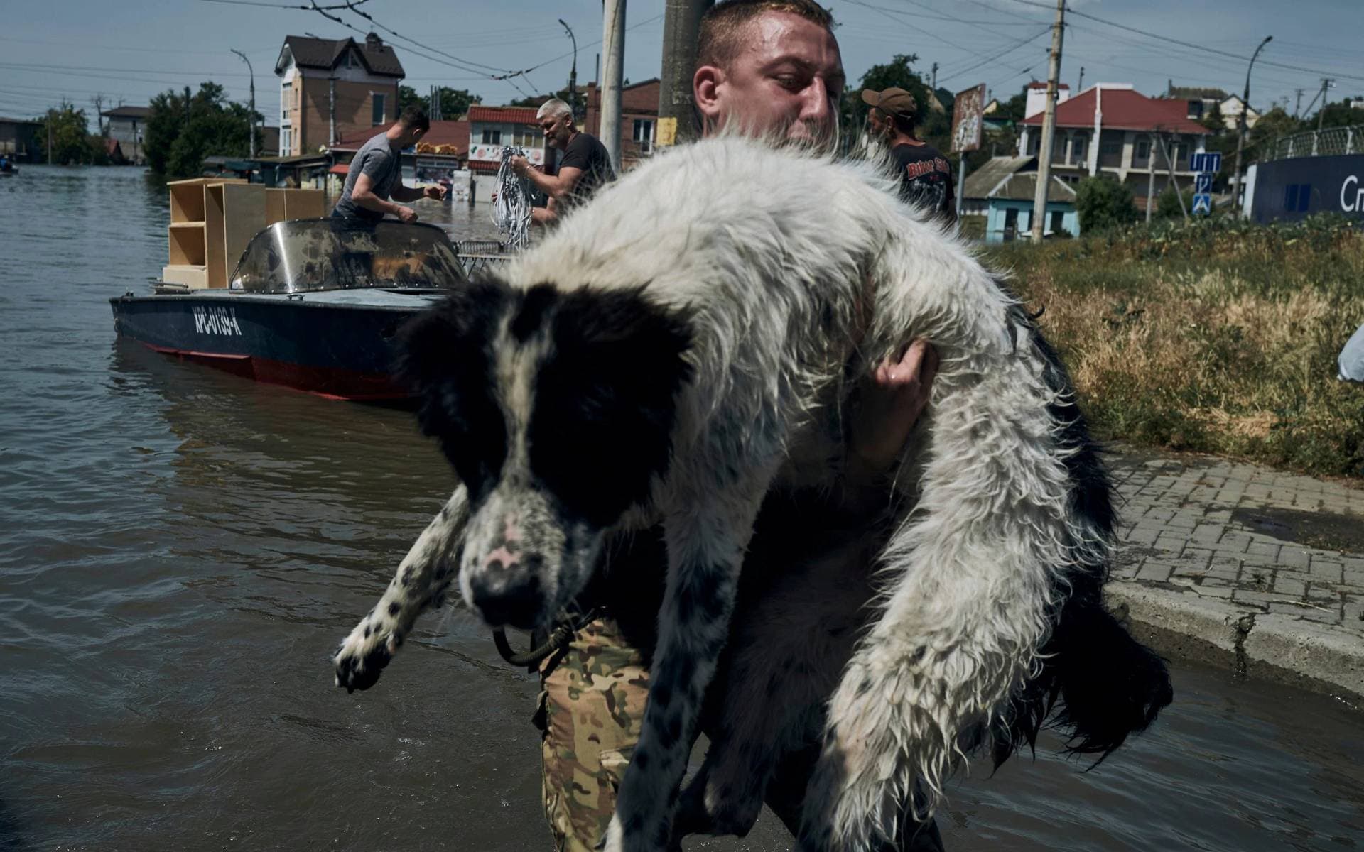 Ukrainians have been searching for missing pets in the flooded area