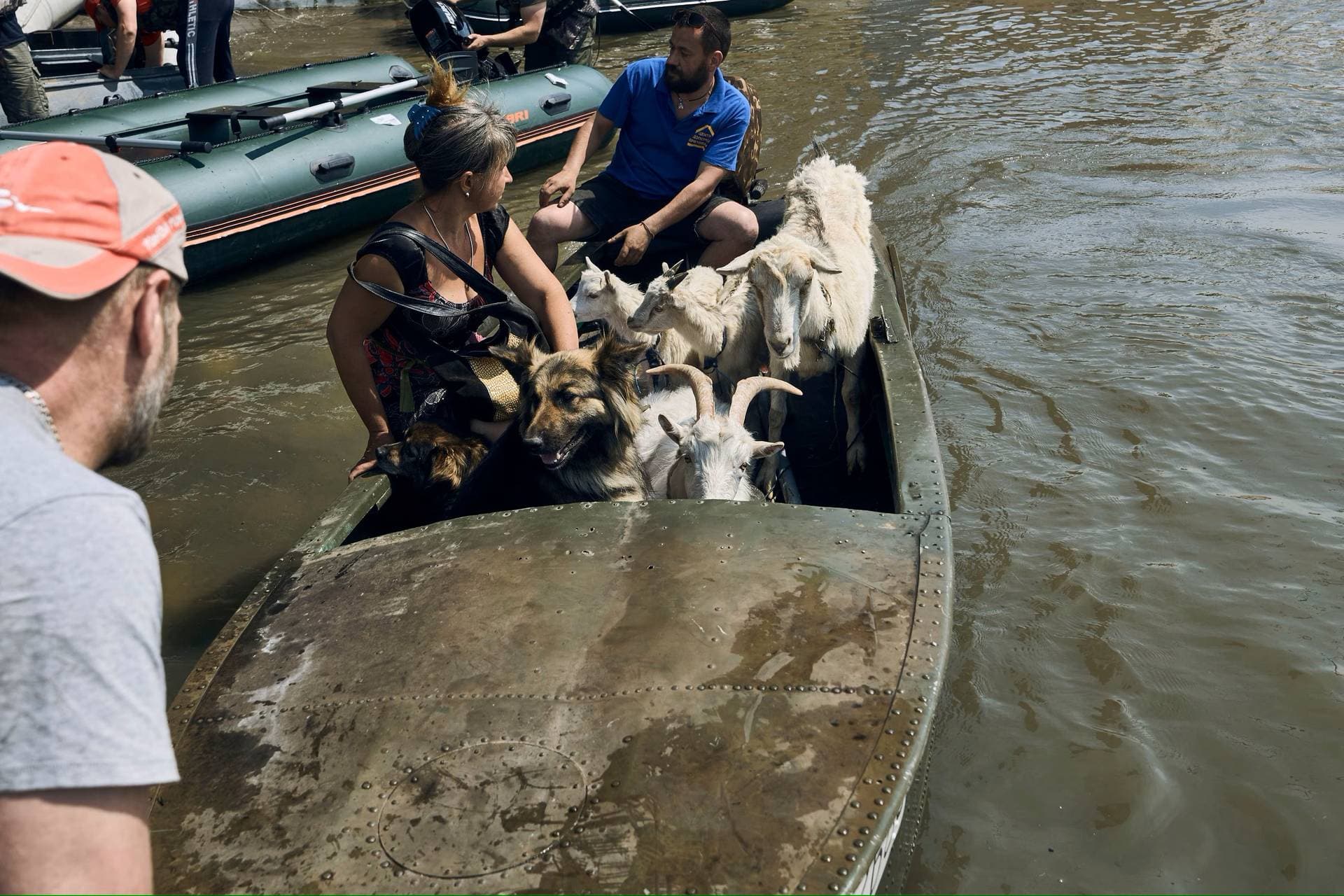 Volunteers evacuate dogs and goats from the flooded city in Kherson