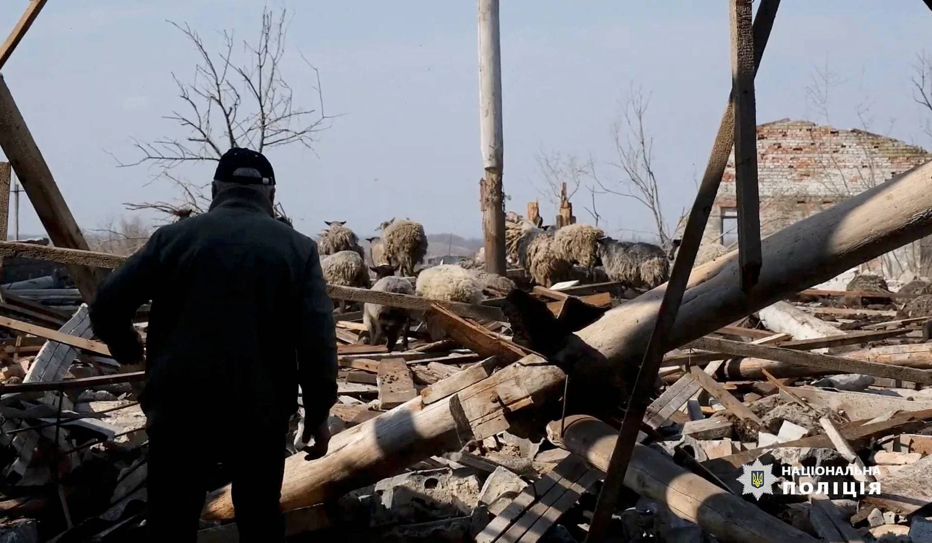 A man walks near sheep amid rubble in Avdiivka