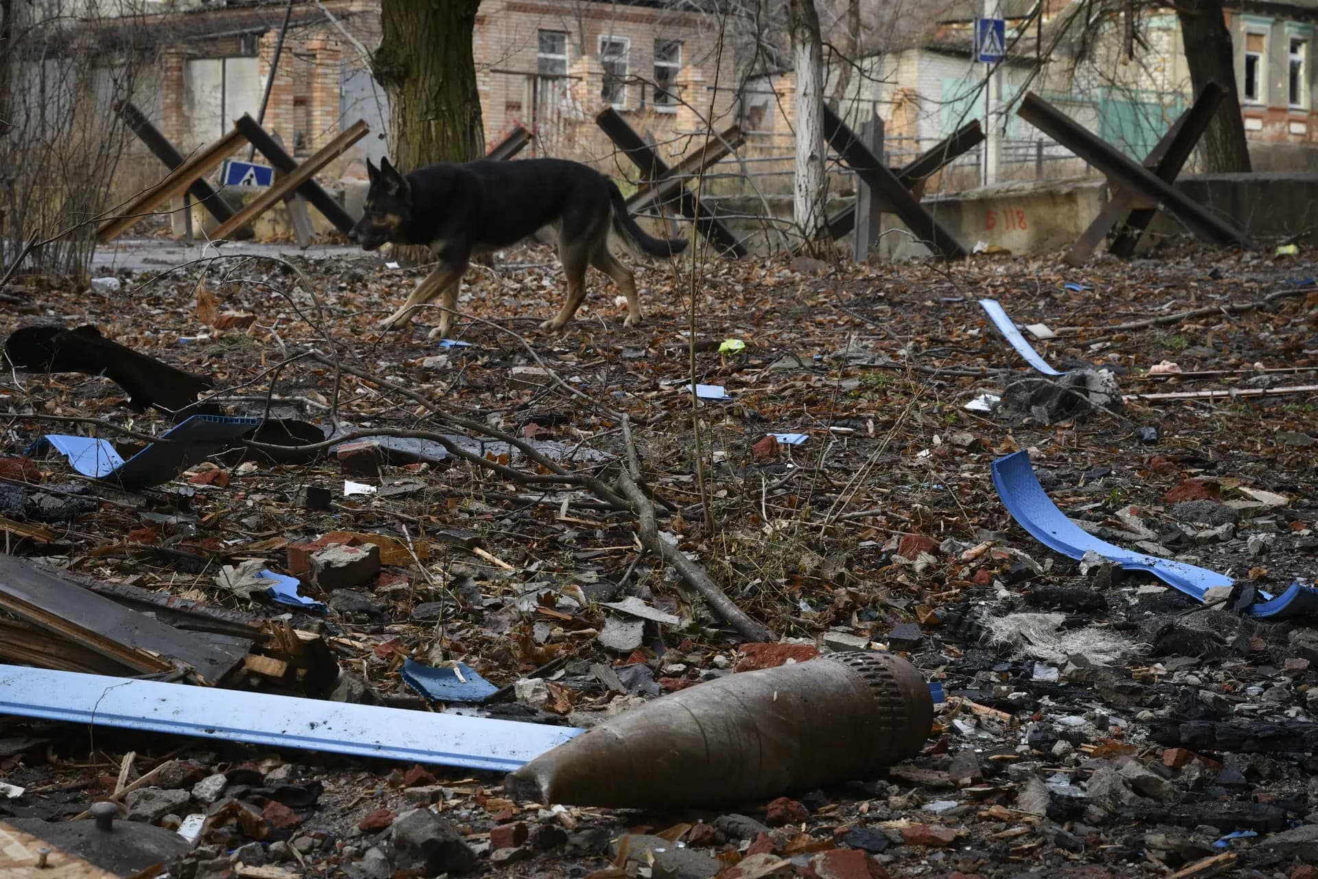 A dog passes by an unexploded shell in Bakhmut
