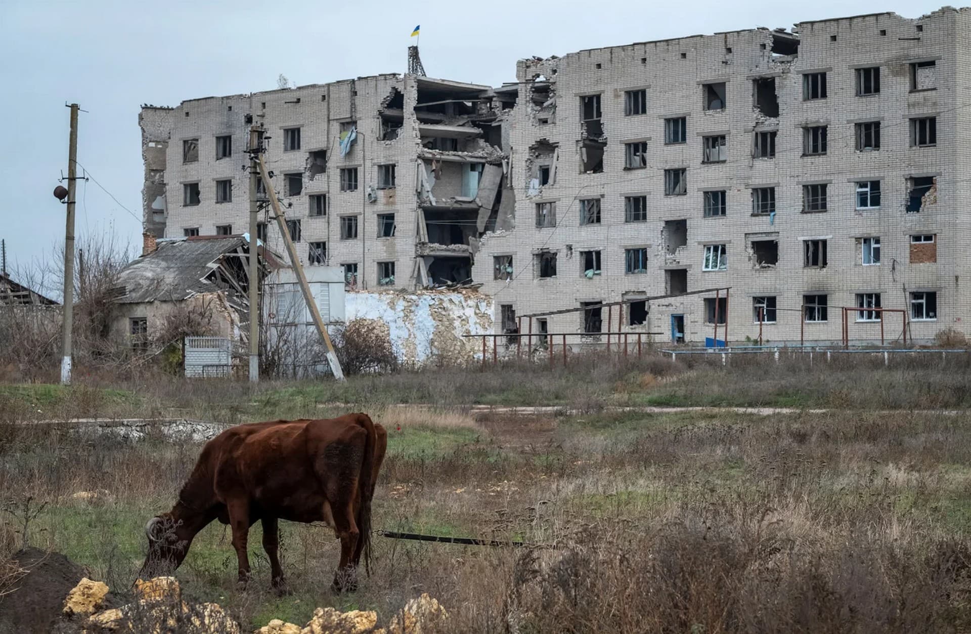 A cow grazes near a damaged house in the village of Arkhanhelske