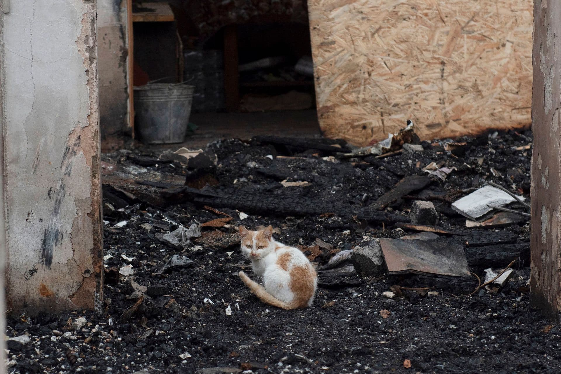 A cat sits in the remains of the destroyed house of Vadym Zherdetsky in the village of Moshchun