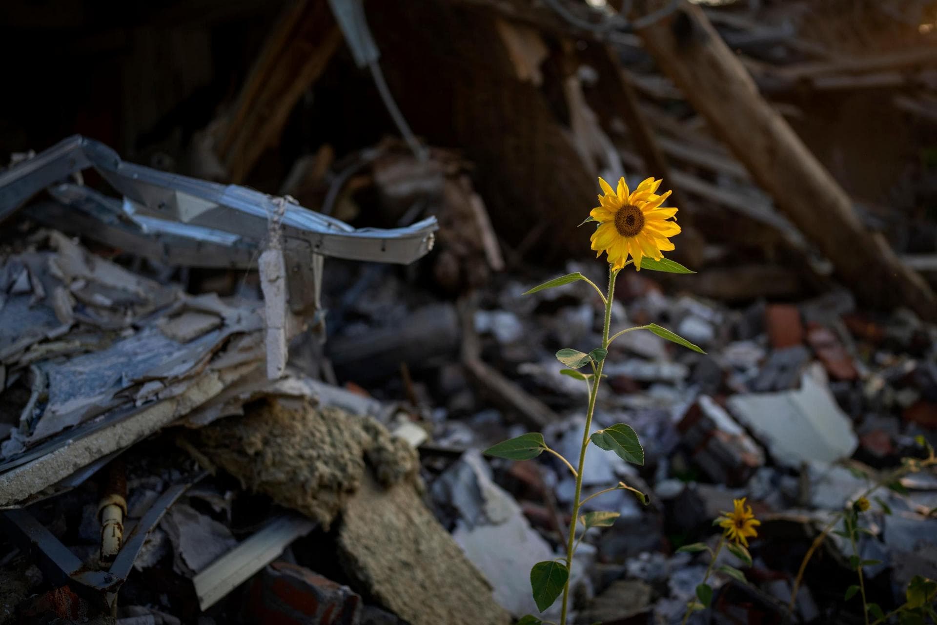 Sunflowers grow amidst the rubble of Vladimir's house after being bombed by Russians in Chernihiv