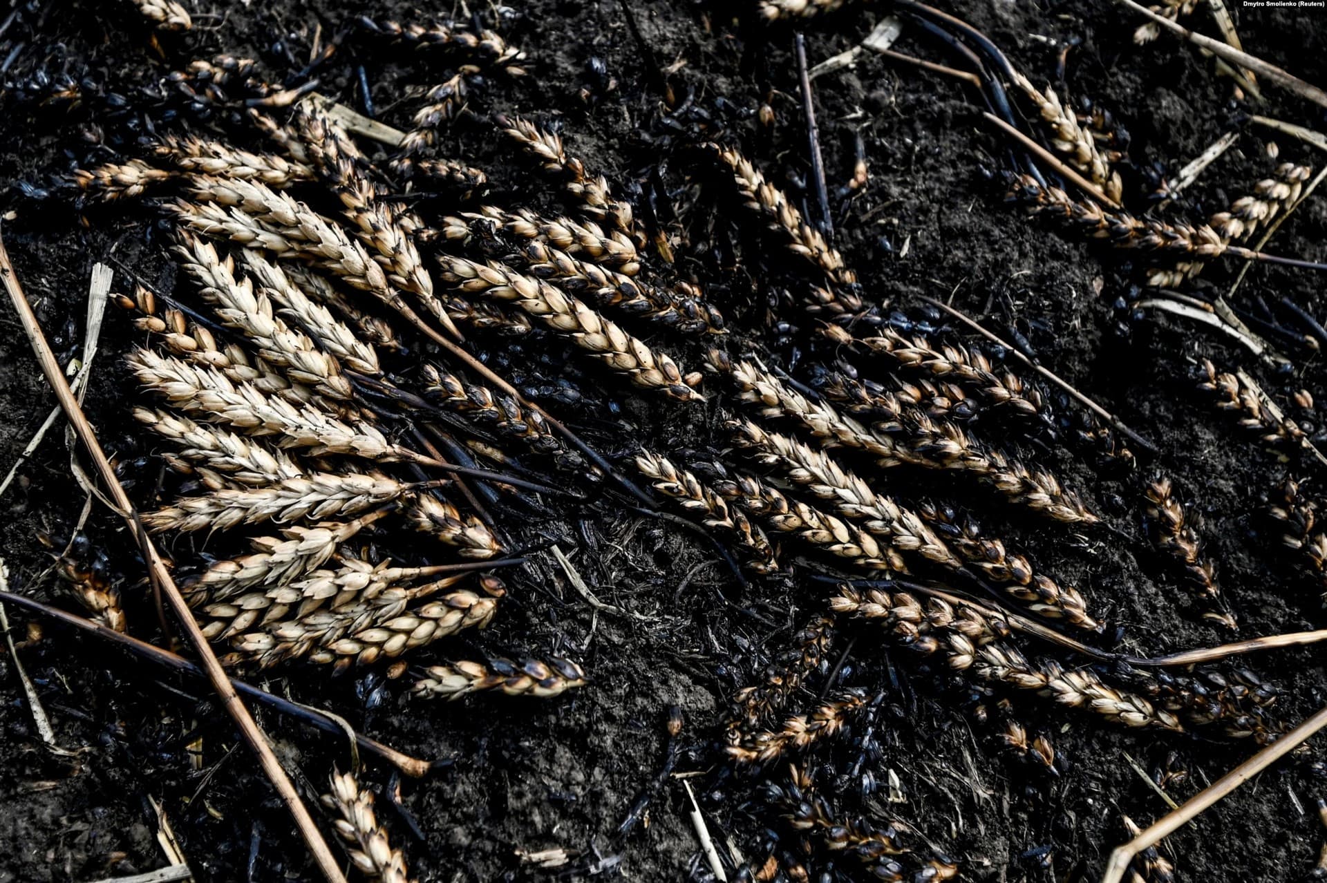 Charred Ukrainian wheat photographed on July 17 on the border between the Zaporizhzhya and Donetsk regions, where fighting is currently under way
