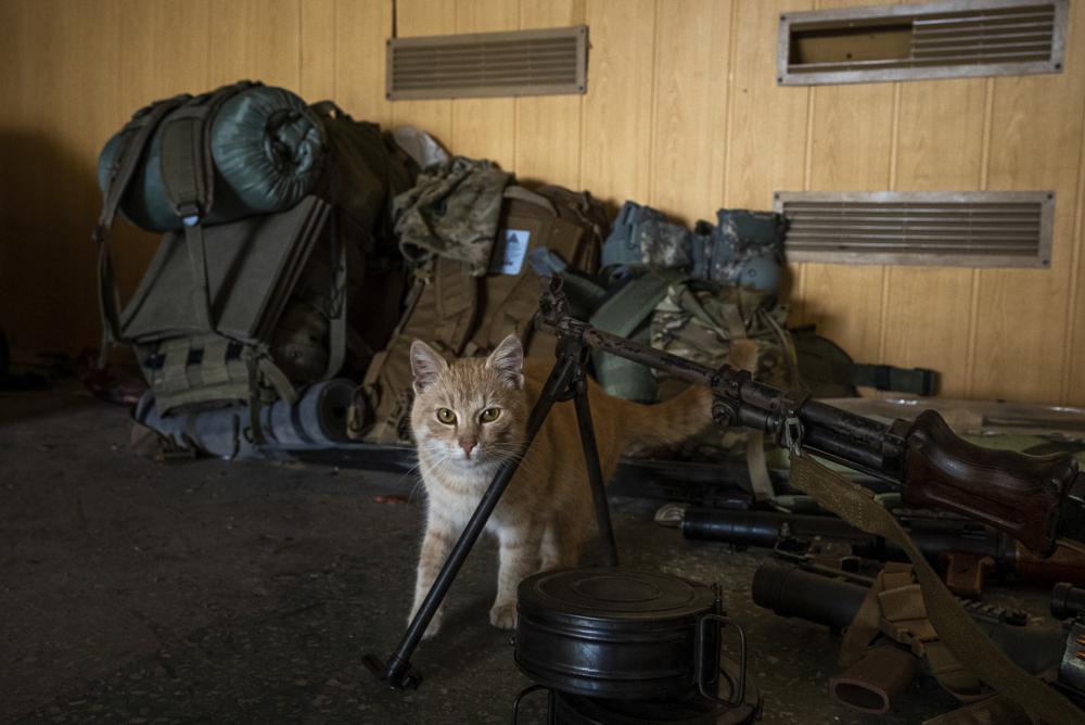 A cat roams near a gun of a Ukrainian serviceman in a recently retaken village on the outskirts of Kharkiv