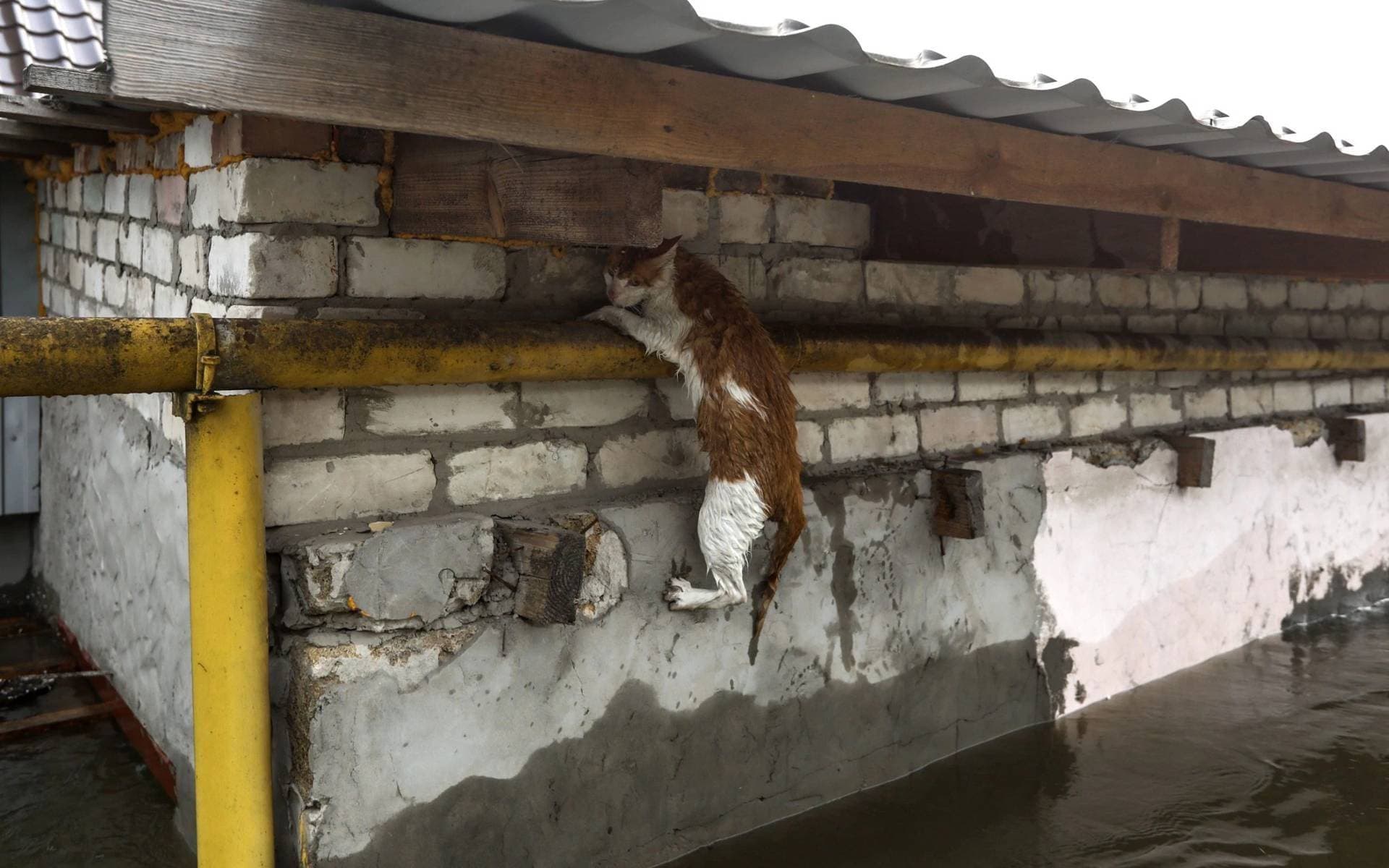 A cat tries to keep hanging on a gas pipe as she tries to escape from a flooded area of Kherson