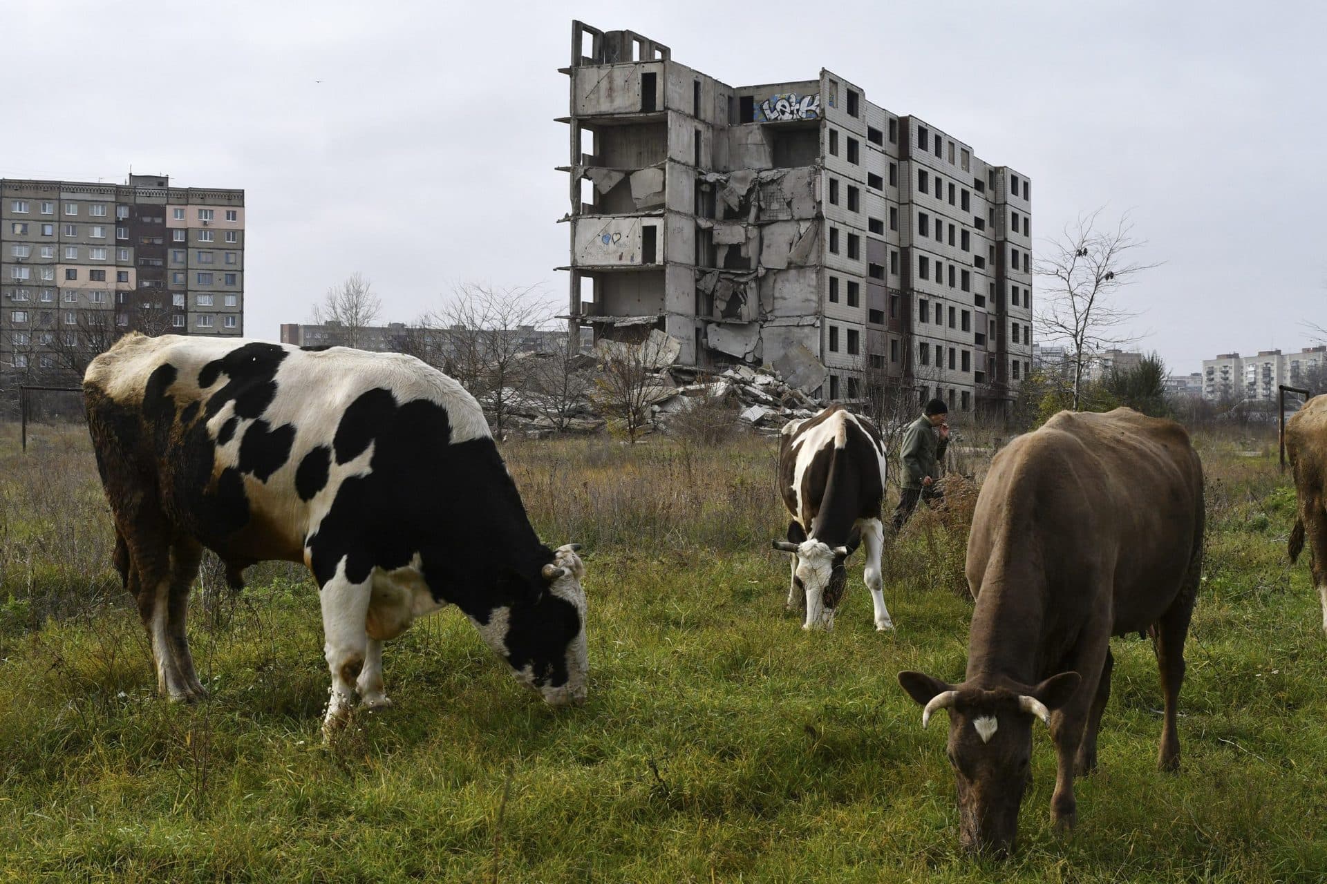 A man walks with cows near a building damaged by shelling in Kramatorsk