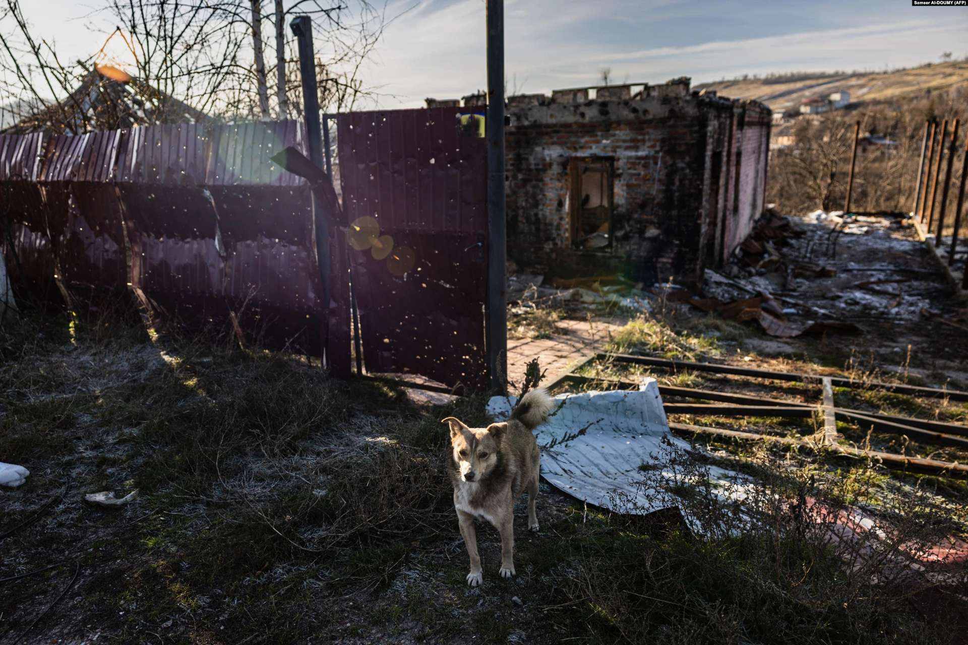 A dog stands in front of a destroyed house