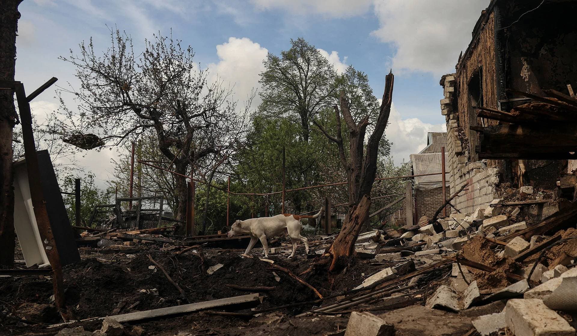 A dog walks next to a house destroyed by a Russian drone strike in the village of Malotaranivka