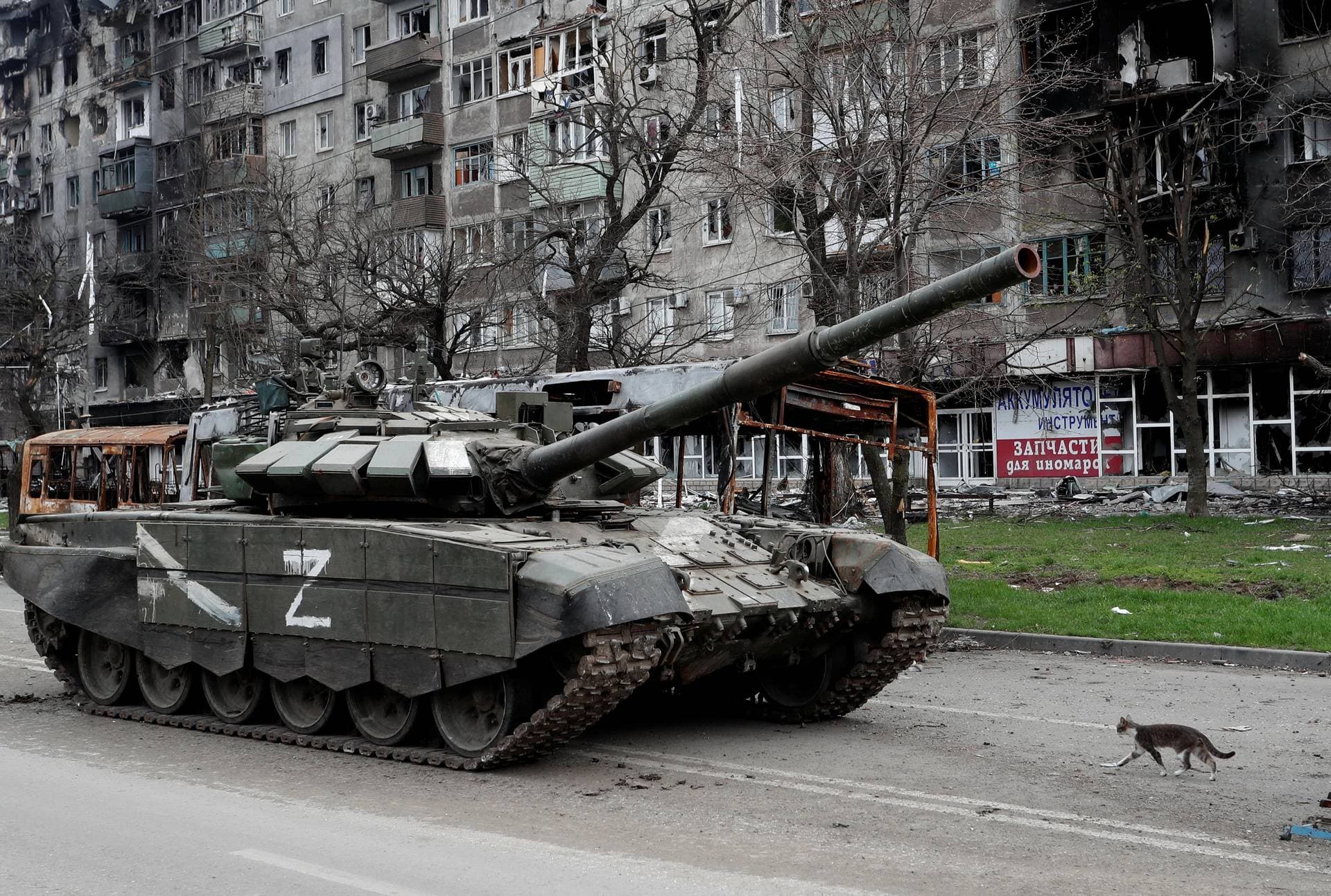A cat walks next to a tank in Mariupol