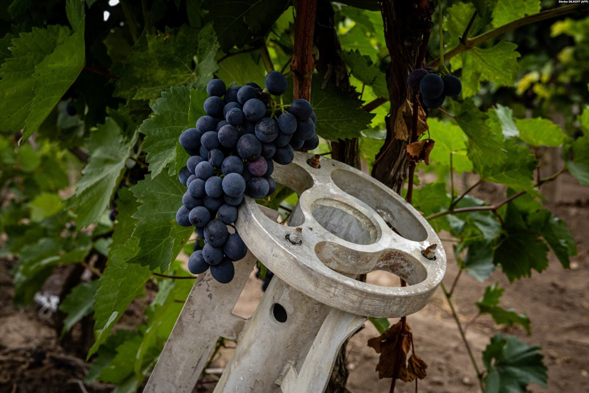 At the Olvio Nuvo vineyard in Mykolayiv region workers must dodge the cluster munitions that are strewn throughout the fields while picking grapes
