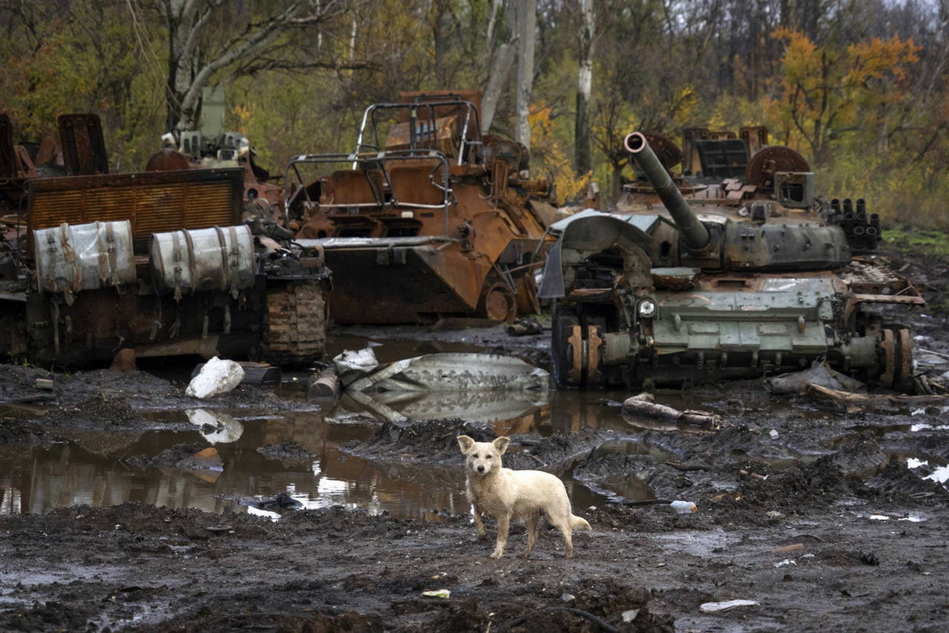 A dog stands near Russian tanks damaged in recent fighting, near the recently retaken village of Kamianka