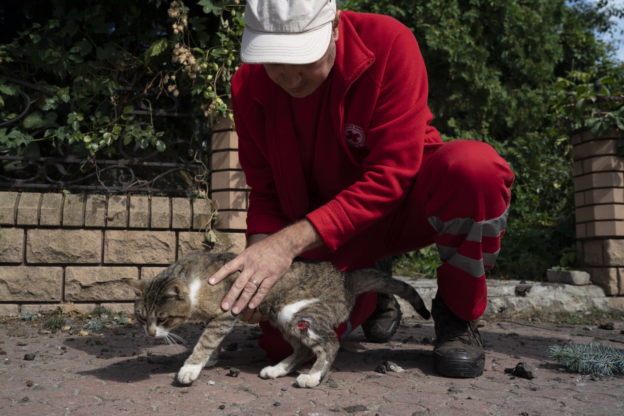 A Ukrainian Red Cross Society volunteer pets a cat named Maks, that was slightly injured during a Russian attack last week that damaged the building of the humanitarian association in Sloviansk
