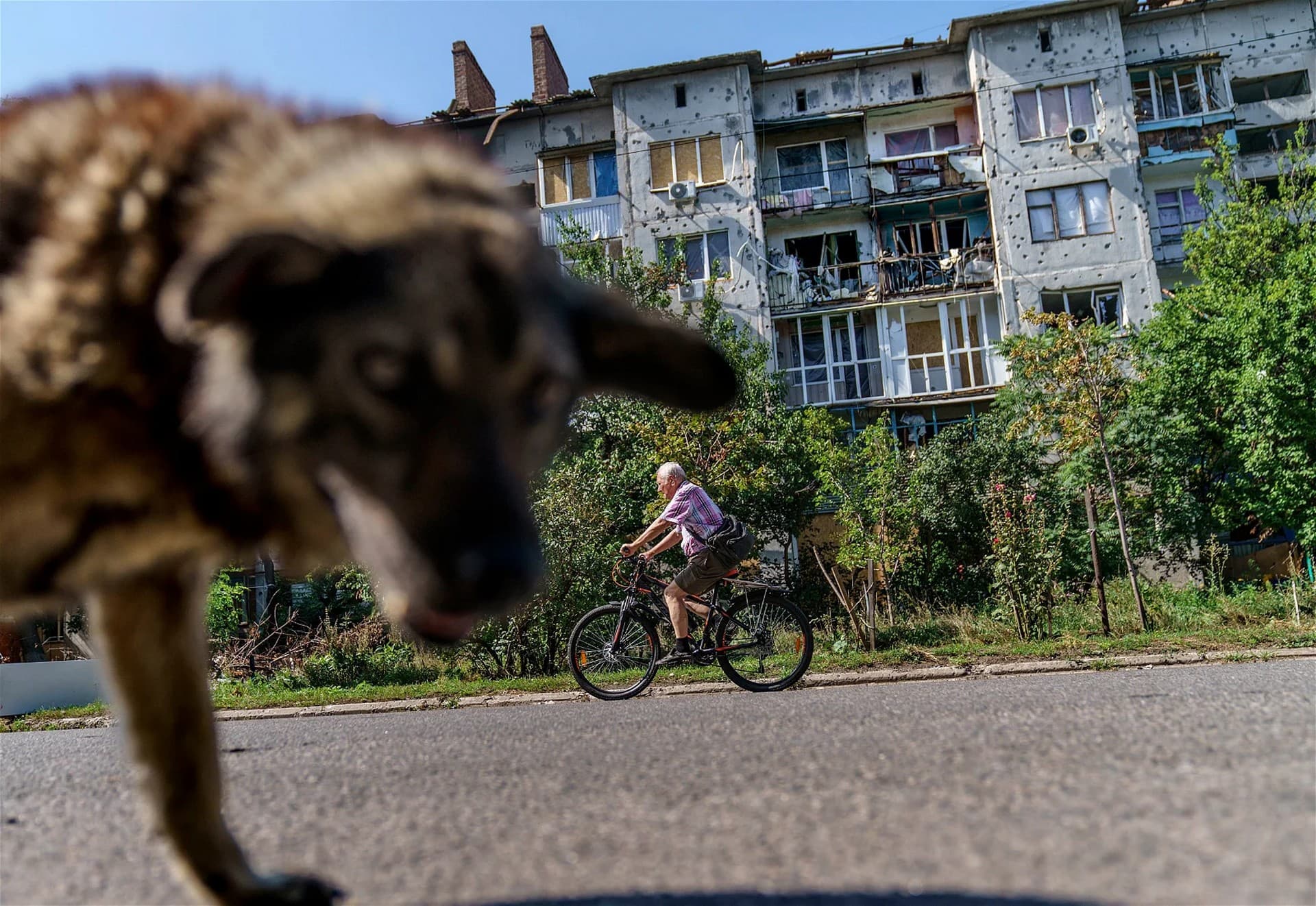 A bicyclist and a stray dog move past a damaged apartment building from a May rocket attack in Sloviansk