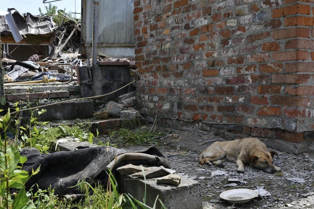 A survived dog lies next to a building damaged by an overnight missile strike in Sloviansk